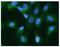 Keratin 20 antibody, GTX16500, GeneTex, Immunofluorescence image 