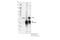 Transcription Factor CP2 antibody, 80784S, Cell Signaling Technology, Immunoprecipitation image 