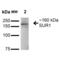 ATP Binding Cassette Subfamily C Member 8 antibody, 11567, QED Bioscience, Western Blot image 