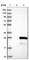 Rho-related GTP-binding protein RhoH antibody, HPA030345, Atlas Antibodies, Western Blot image 