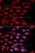 Alpha-2-Glycoprotein 1, Zinc-Binding antibody, A5365, ABclonal Technology, Immunofluorescence image 