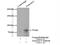 Tenascin XB antibody, 13595-1-AP, Proteintech Group, Immunoprecipitation image 