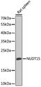 Nudix Hydrolase 15 antibody, GTX66231, GeneTex, Western Blot image 