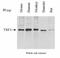 Telomeric Repeat Binding Factor 1 antibody, MA1-46375, Invitrogen Antibodies, Western Blot image 