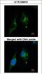 NPR-A antibody, LS-C109432, Lifespan Biosciences, Immunofluorescence image 