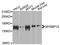 MYB Binding Protein 1a antibody, A4429, ABclonal Technology, Western Blot image 