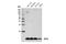 SPT4 Homolog, DSIF Elongation Factor Subunit antibody, 64828S, Cell Signaling Technology, Western Blot image 
