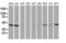 Hydroxyacid Oxidase 1 antibody, NBP2-03361, Novus Biologicals, Western Blot image 