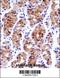 General Transcription Factor IIE Subunit 1 antibody, 57-730, ProSci, Immunohistochemistry frozen image 