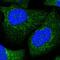 Aconitase 1 antibody, NBP1-87677, Novus Biologicals, Immunofluorescence image 