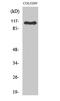 Rho Guanine Nucleotide Exchange Factor 1 antibody, STJ95453, St John