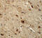 NK3 Homeobox 2 antibody, 6211, ProSci, Immunohistochemistry paraffin image 