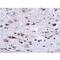 BORA Aurora Kinase A Activator antibody, LS-C108488, Lifespan Biosciences, Immunohistochemistry paraffin image 