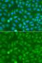 NCK Adaptor Protein 1 antibody, LS-C331196, Lifespan Biosciences, Immunofluorescence image 