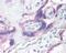 G Protein-Coupled Receptor Kinase 5 antibody, 48-952, ProSci, Immunohistochemistry paraffin image 