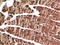 Actin Alpha 1, Skeletal Muscle antibody, STJ97750, St John