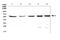 Chaperonin Containing TCP1 Subunit 7 antibody, A08169-2, Boster Biological Technology, Western Blot image 