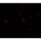 TG(Z) antibody, LS-B9576, Lifespan Biosciences, Immunofluorescence image 