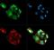 Proteasome 26S Subunit, Non-ATPase 10 antibody, GTX48519, GeneTex, Immunocytochemistry image 