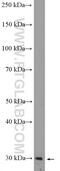 MAX Interactor 1, Dimerization Protein antibody, 12360-1-AP, Proteintech Group, Western Blot image 