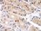 C-C Motif Chemokine Ligand 8 antibody, XP-5220, ProSci, Immunohistochemistry paraffin image 