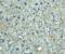 Thymic Stromal Lymphopoietin antibody, 4023, ProSci, Immunohistochemistry frozen image 