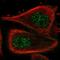 Actin Binding LIM Protein Family Member 3 antibody, HPA003245, Atlas Antibodies, Immunofluorescence image 