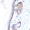Keratin 14 antibody, GTX66326, GeneTex, Immunohistochemistry paraffin image 