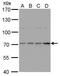 Histidine Decarboxylase antibody, PA5-29509, Invitrogen Antibodies, Western Blot image 