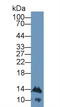 Interferon Alpha 4 antibody, LS-C300761, Lifespan Biosciences, Western Blot image 