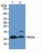 Fatty Acid Binding Protein 4 antibody, LS-C302483, Lifespan Biosciences, Western Blot image 