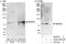 WD Repeat Domain 43 antibody, A302-478A, Bethyl Labs, Immunoprecipitation image 