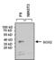 Quiescin Sulfhydryl Oxidase 1 antibody, PA1-094, Invitrogen Antibodies, Western Blot image 