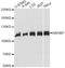 ABI Family Member 3 Binding Protein antibody, A14581, ABclonal Technology, Western Blot image 