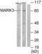 Microtubule Affinity Regulating Kinase 3 antibody, LS-B7053, Lifespan Biosciences, Western Blot image 