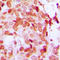 Death Domain Associated Protein antibody, LS-C358472, Lifespan Biosciences, Immunohistochemistry paraffin image 