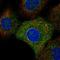 Toll Like Receptor 6 antibody, HPA062733, Atlas Antibodies, Immunofluorescence image 