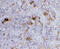 CD209 Molecule antibody, PM-2348, ProSci, Immunohistochemistry frozen image 