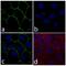 Claudin 18 antibody, 700178, Invitrogen Antibodies, Immunofluorescence image 