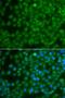 Spi-B Transcription Factor antibody, LS-C349150, Lifespan Biosciences, Immunofluorescence image 
