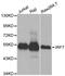Interferon Regulatory Factor 7 antibody, abx123459, Abbexa, Western Blot image 