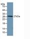 Phosphoenolpyruvate Carboxykinase 1 antibody, LS-C722755, Lifespan Biosciences, Western Blot image 