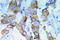 Insulin receptor antibody, AP20951PU-N, Origene, Immunohistochemistry frozen image 