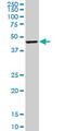 Cytidine Monophosphate N-Acetylneuraminic Acid Synthetase antibody, LS-C105158, Lifespan Biosciences, Western Blot image 