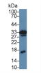 Midkine antibody, LS-C305591, Lifespan Biosciences, Western Blot image 