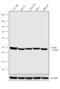 Glucagon Receptor antibody, 711633, Invitrogen Antibodies, Western Blot image 