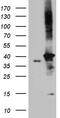 DnaJ Heat Shock Protein Family (Hsp40) Member B4 antibody, TA812139, Origene, Western Blot image 