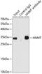 Histamine N-Methyltransferase antibody, GTX65997, GeneTex, Immunoprecipitation image 