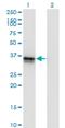 Frizzled Related Protein antibody, H00002487-M01, Novus Biologicals, Western Blot image 