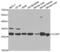 Claudin 7 antibody, abx001652, Abbexa, Western Blot image 